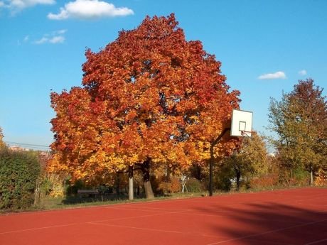 Strom na podzim